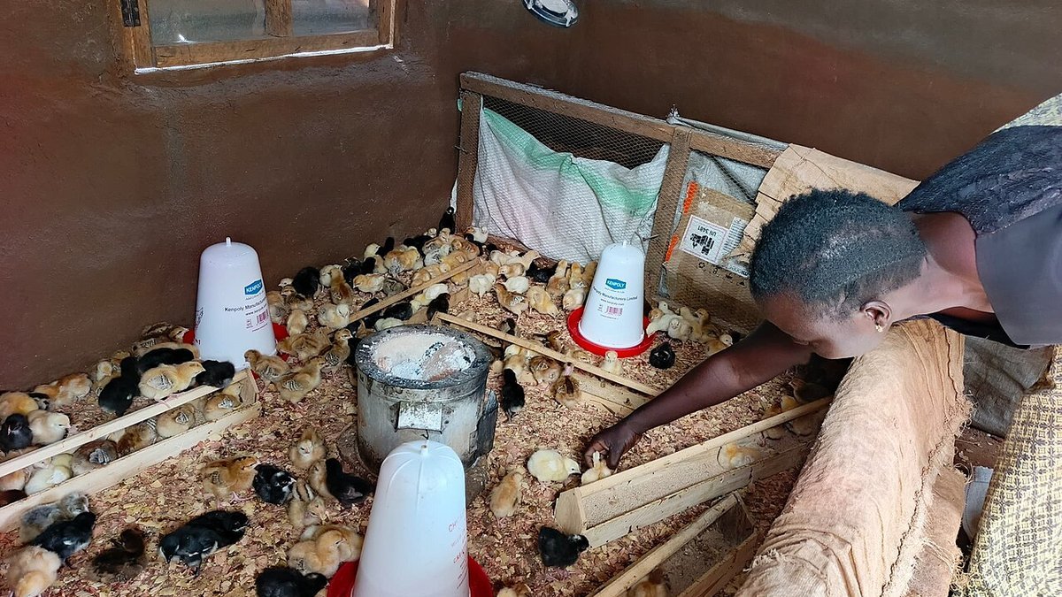 Commercial poultry brooder house in Kenya showing chicks around drinkers maintained under biosecure hygiene