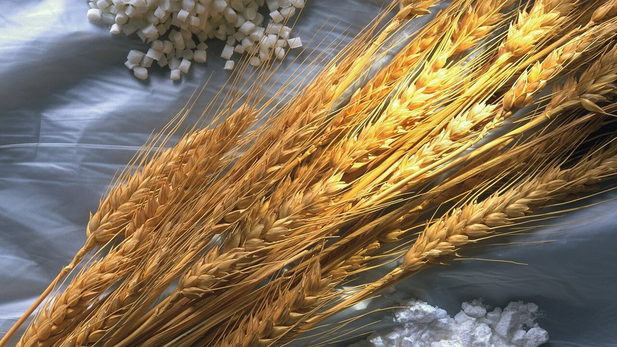 Industrial plastics twin-screw compounding extruder processing polymer melt into masterbatch strands